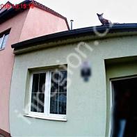 Liška na střeše rodinného domu, foto: MP Brno